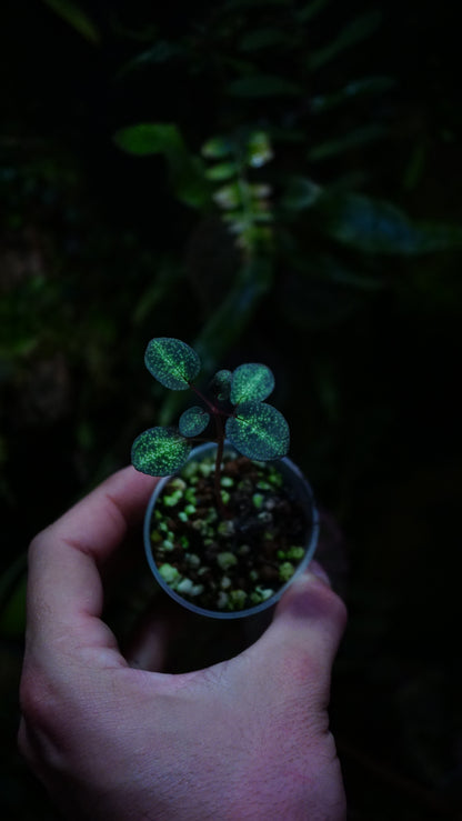 Sonerila sp ( tubéreuse )