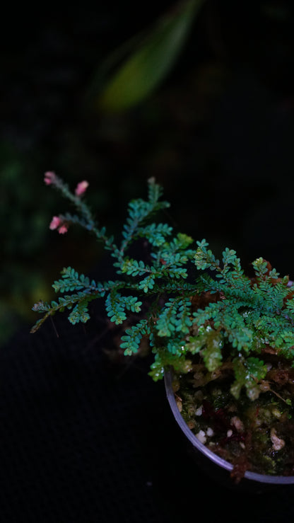 Selaginella uncinata ( deep blue)