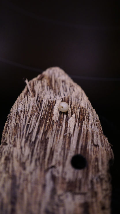 Corybas umbrosus ( bulbe 3-4mm ) stade actuel : bulbe