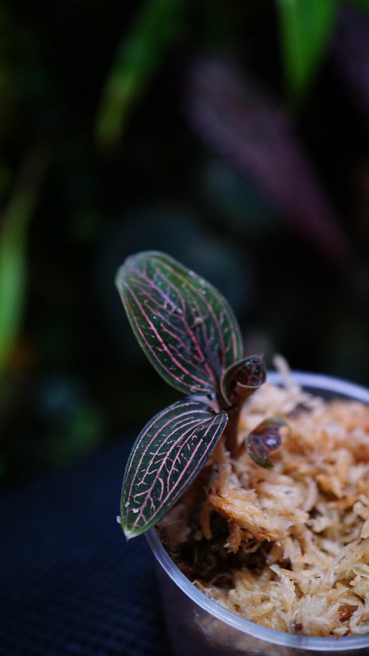 Ludisia Spiderman (Anoectochilus Roxburghii x Ludisia Discolor)