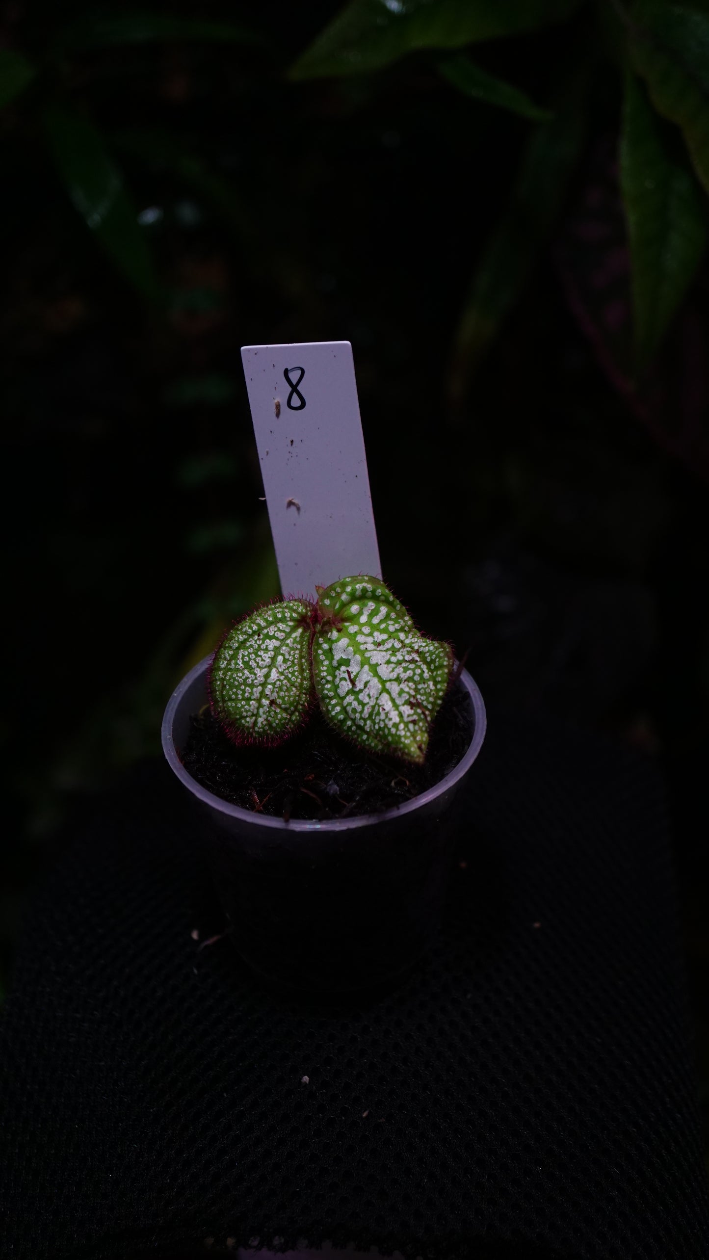 Sonerila ( eggshape) n8