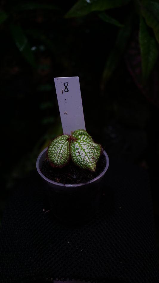 Sonerila ( eggshape) n8
