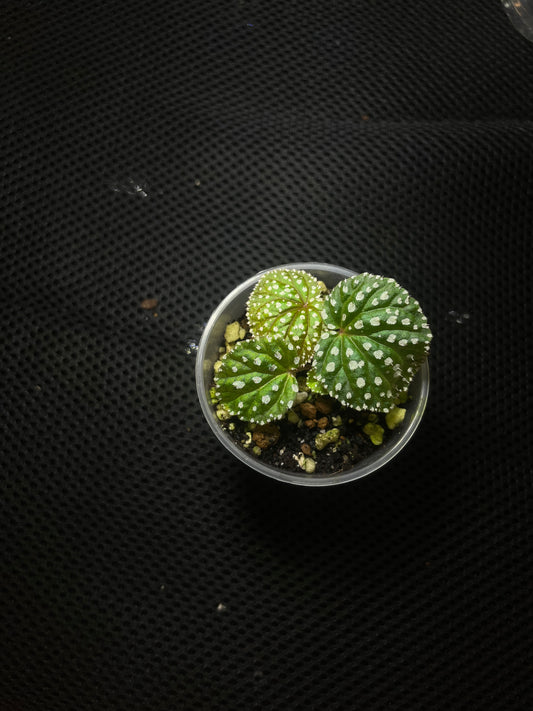 Bégonia ocellata