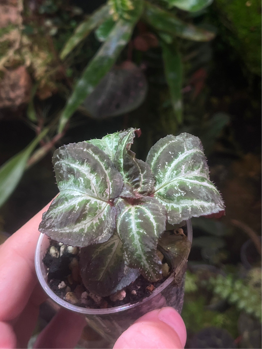 Sonerila sp 2