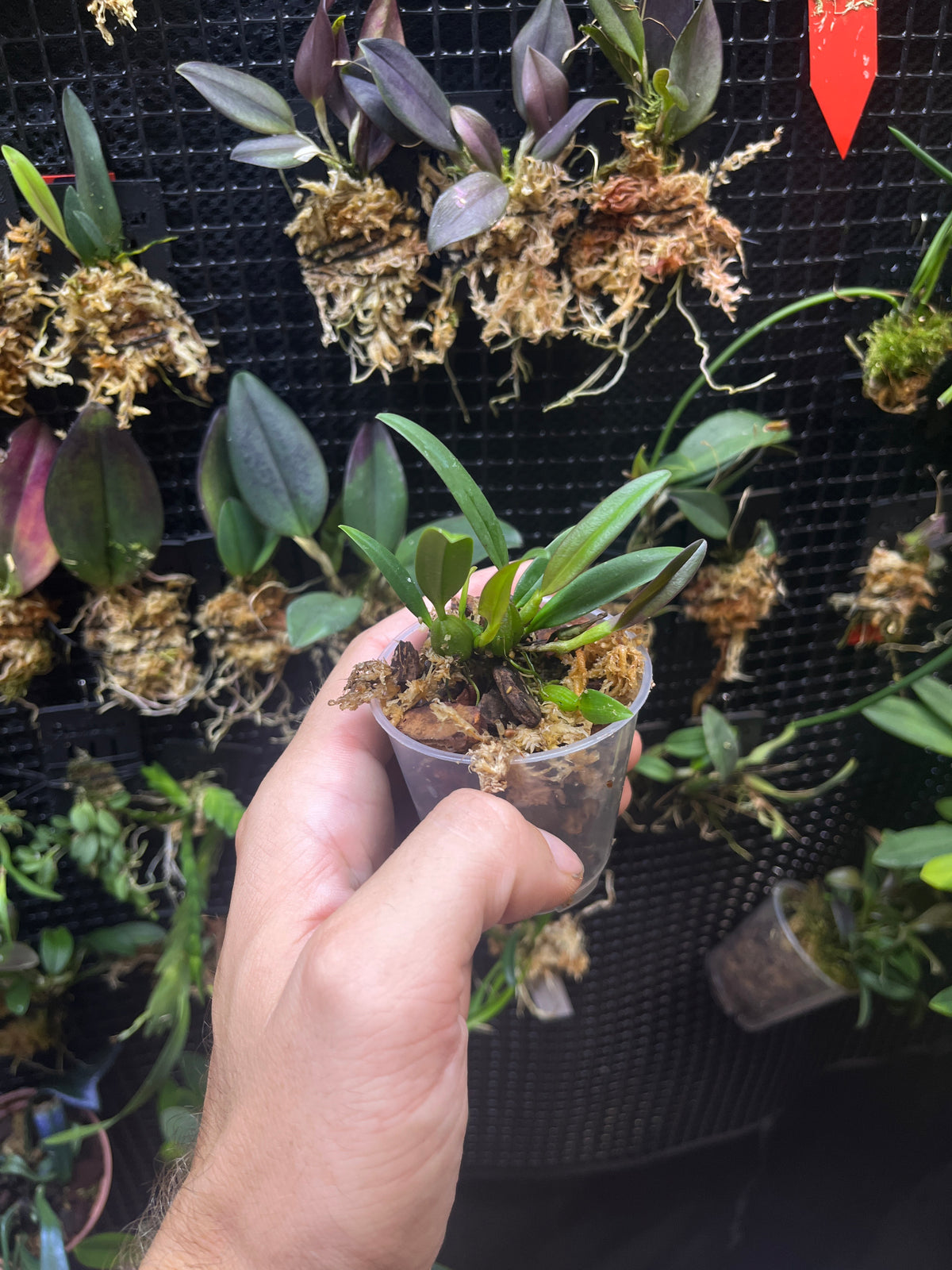 bulbophyllum skertianum orange