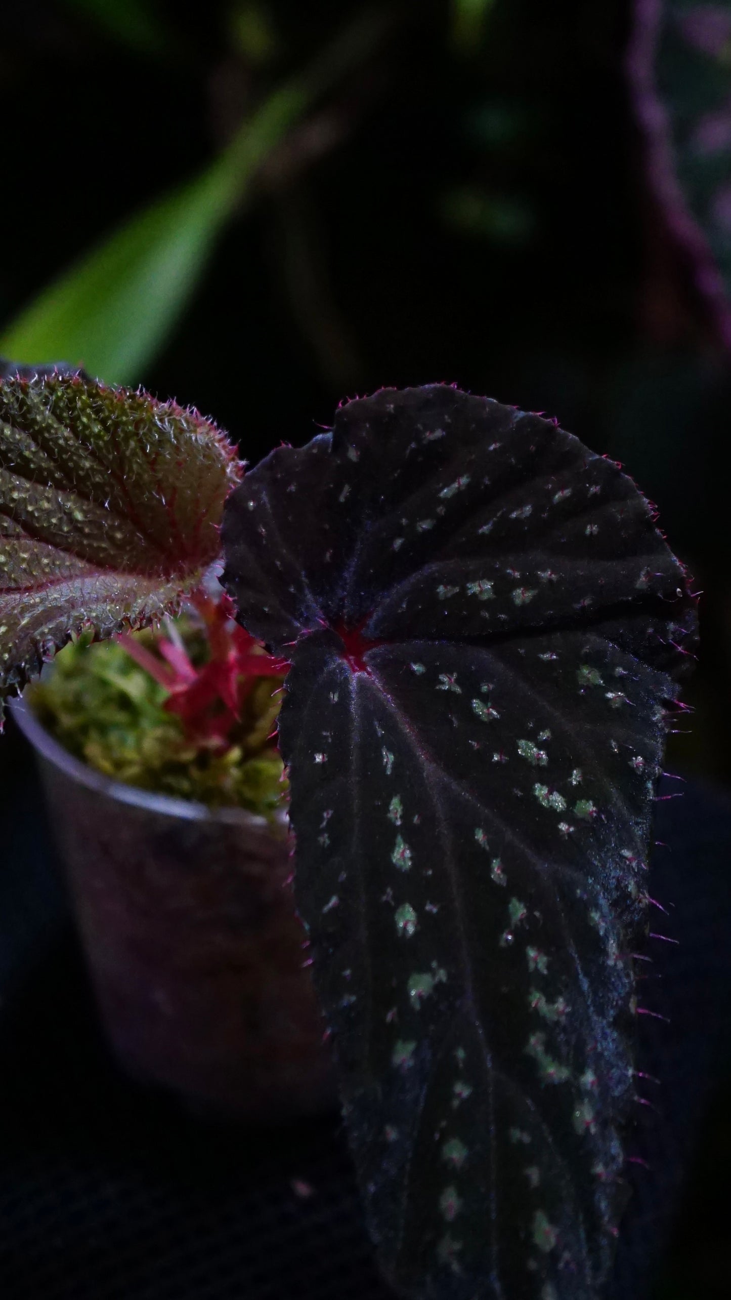 Bégonia sp