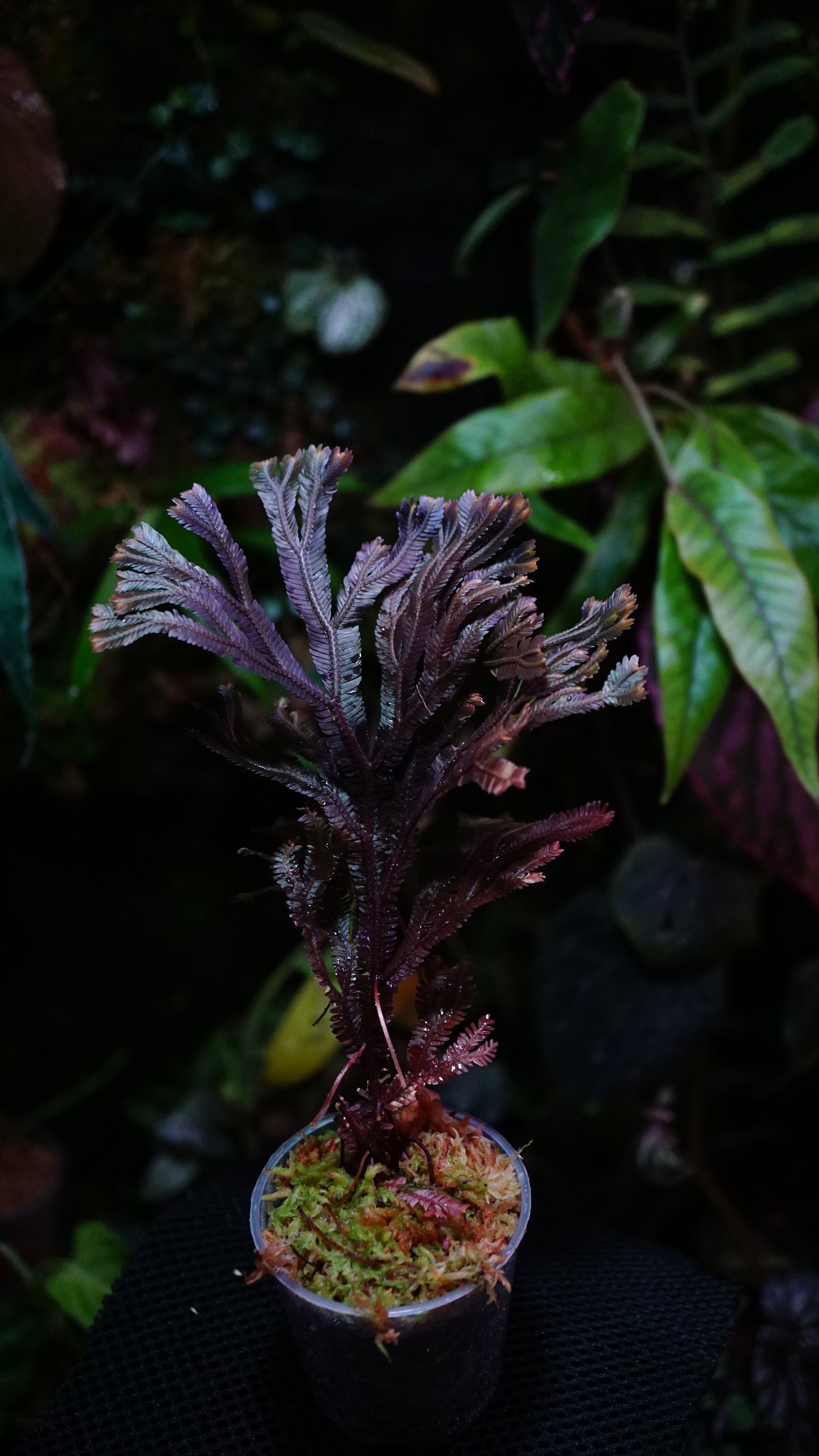 Selaginella sp ( dark species )