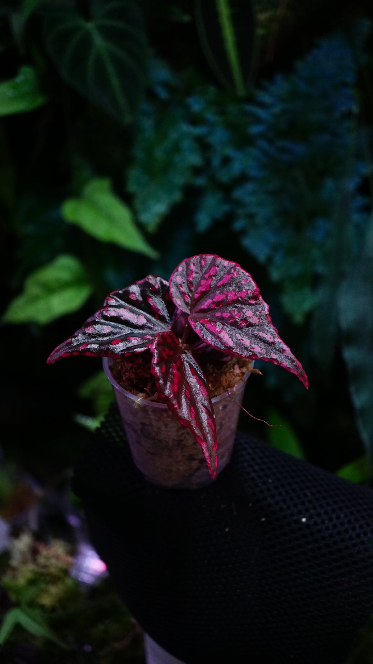 Bégonia bengohensis