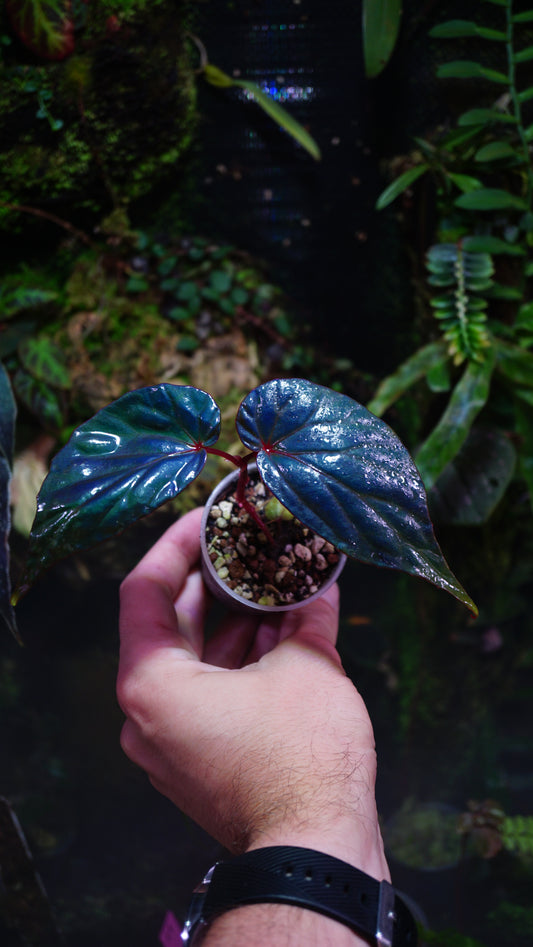 Begonia kapuashulensis (Temuyuk-Blau)