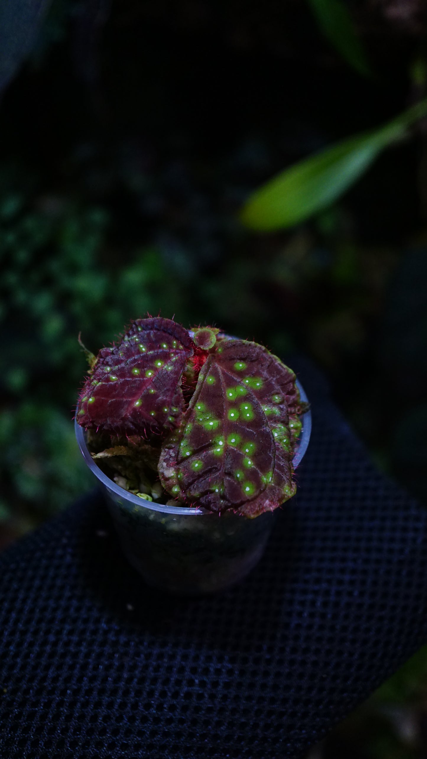 Sonerila sp