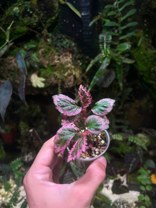 Bégonia fulvovillosa