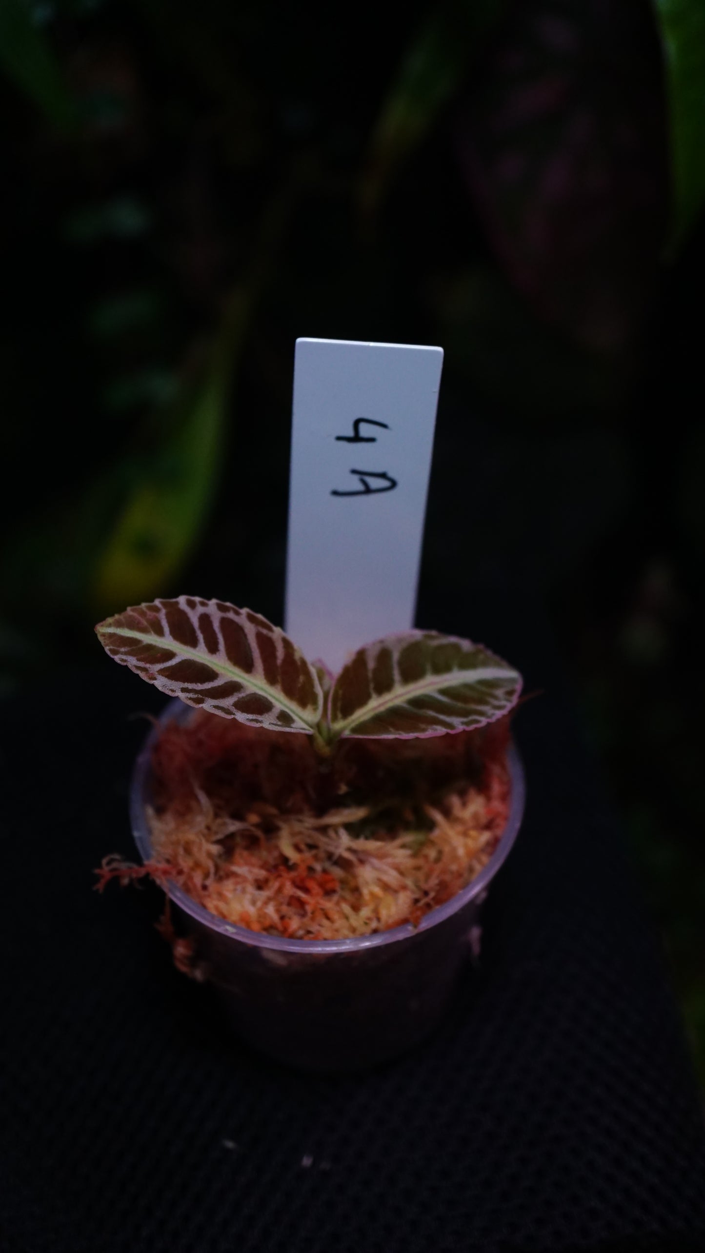 Labisia 4 A