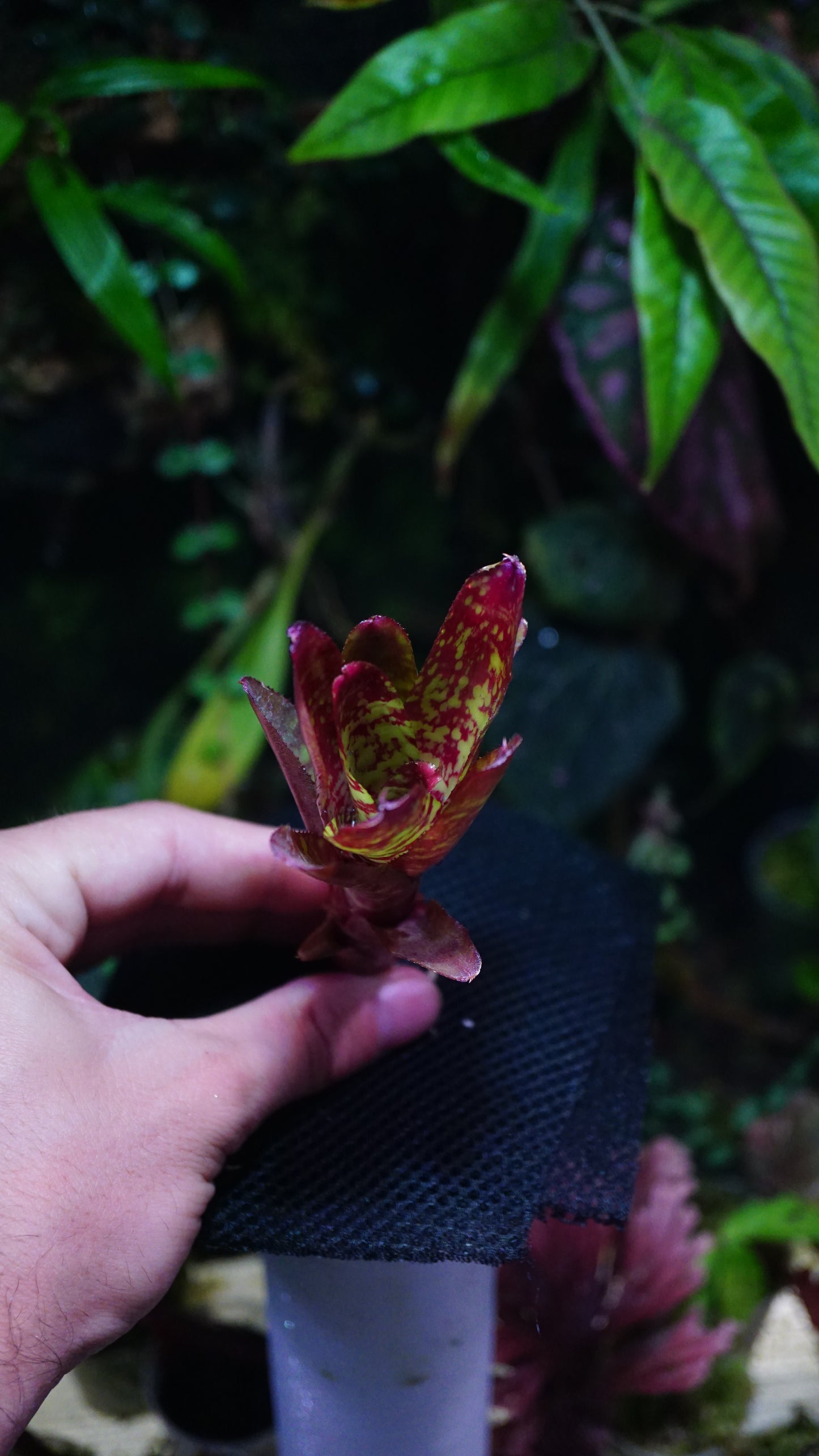 Neoregelia Wild fire