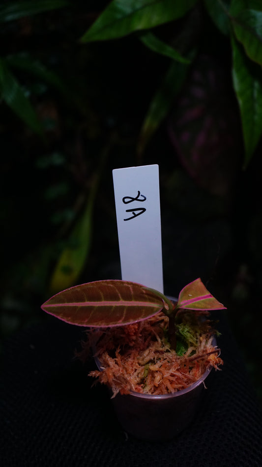 Labisia 8 A