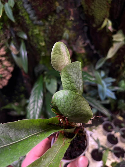 Dendroconch annabellae