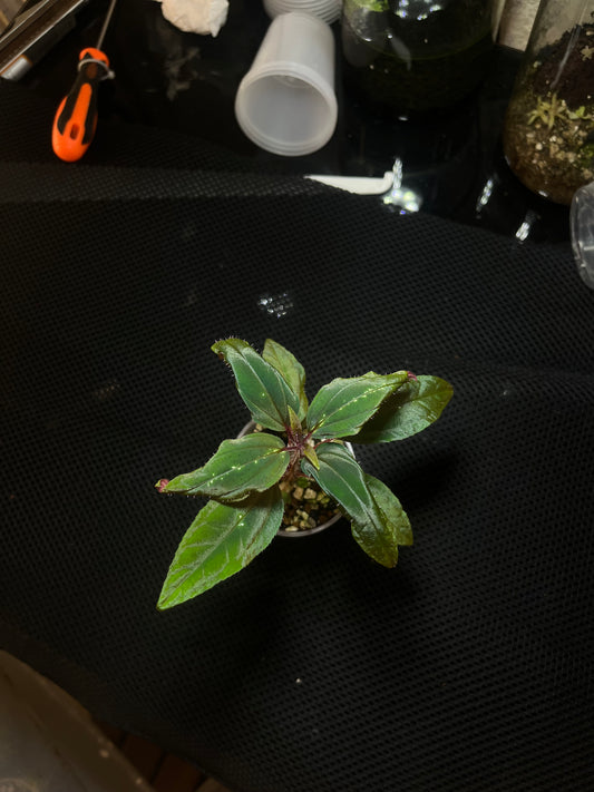 Sonerila sp 4