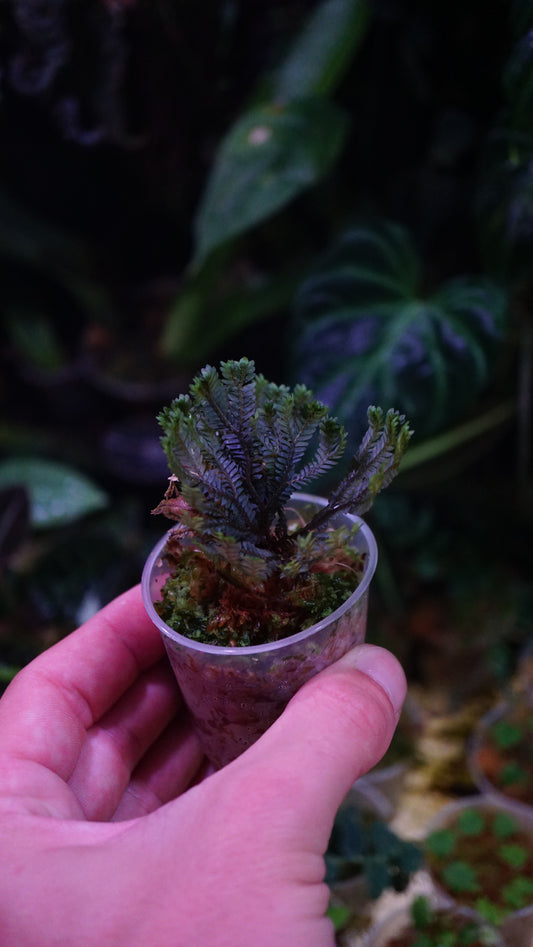 Selaginella sp