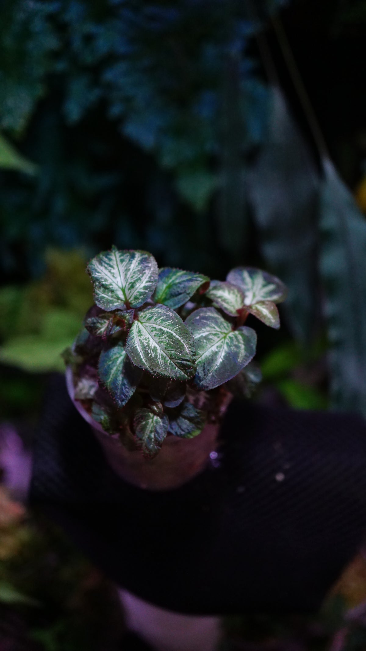 Sonerila sp