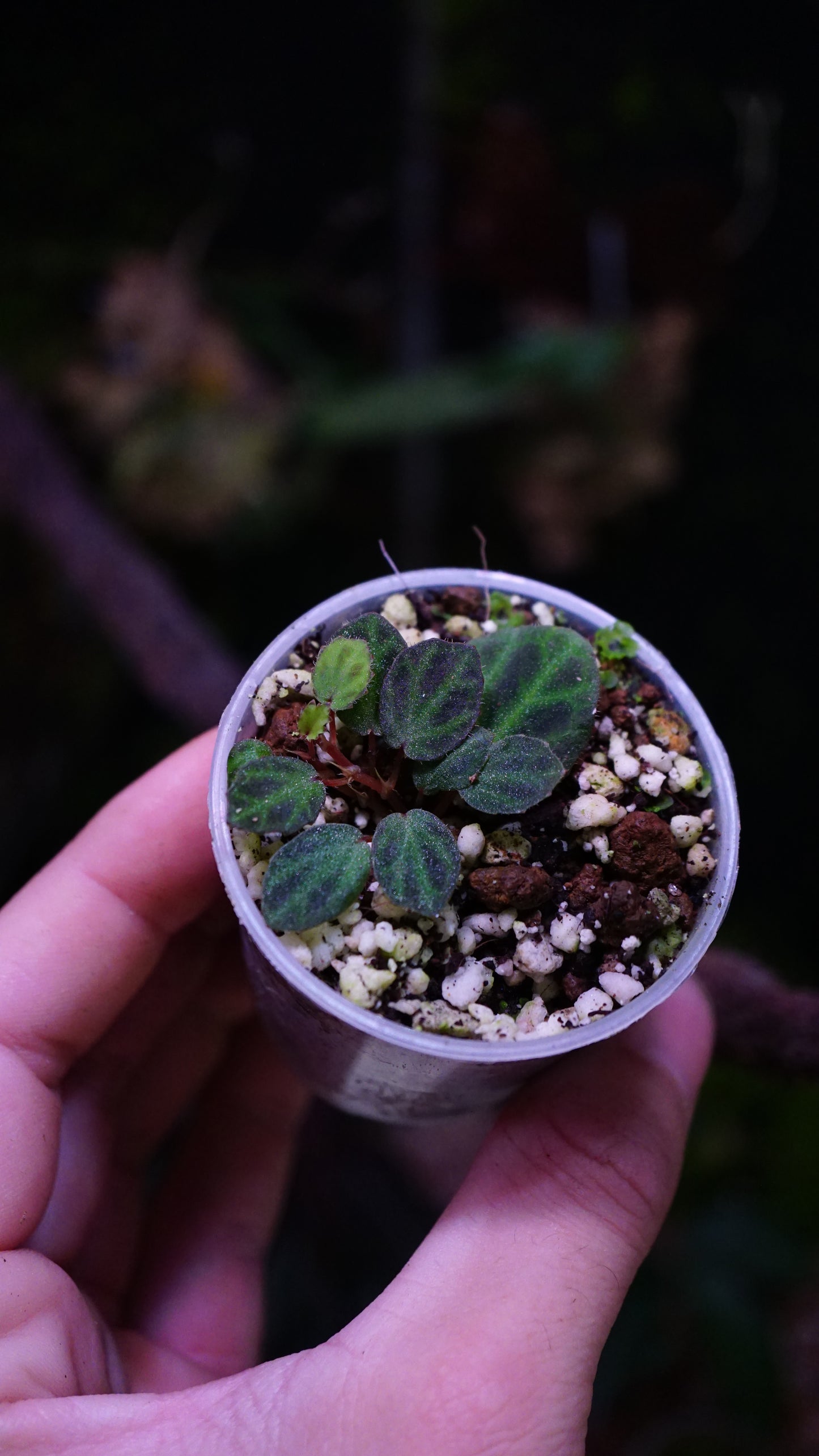 Bégonia mini Sumatra