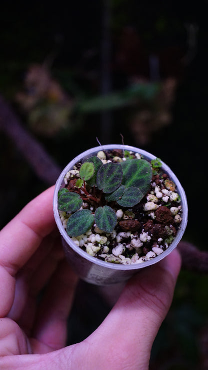 Bégonia mini Sumatra
