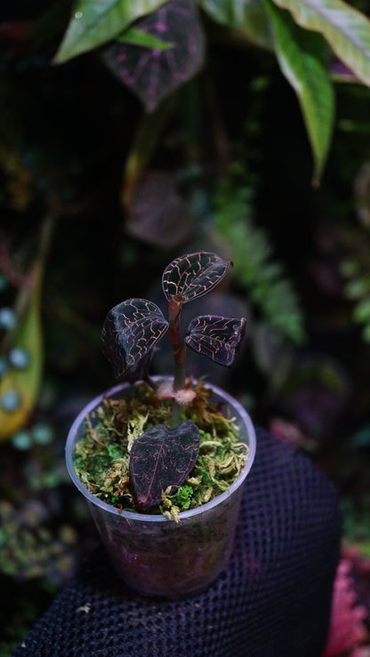 Anoectochilus annamensis