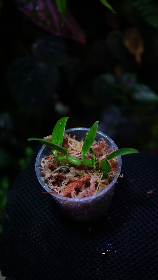 Bulbophyllum sp barbigerum