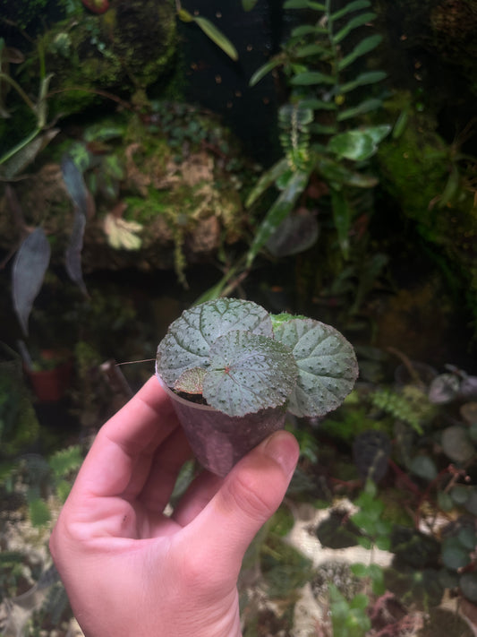 Bégonia sp ( Baik Green )