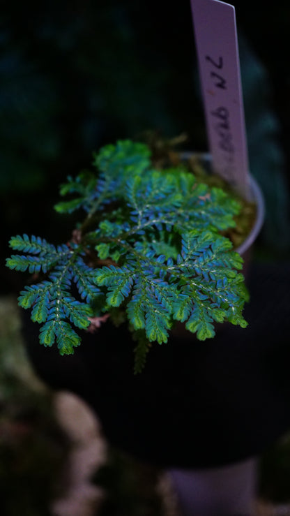 Selaginella wildenowii big small