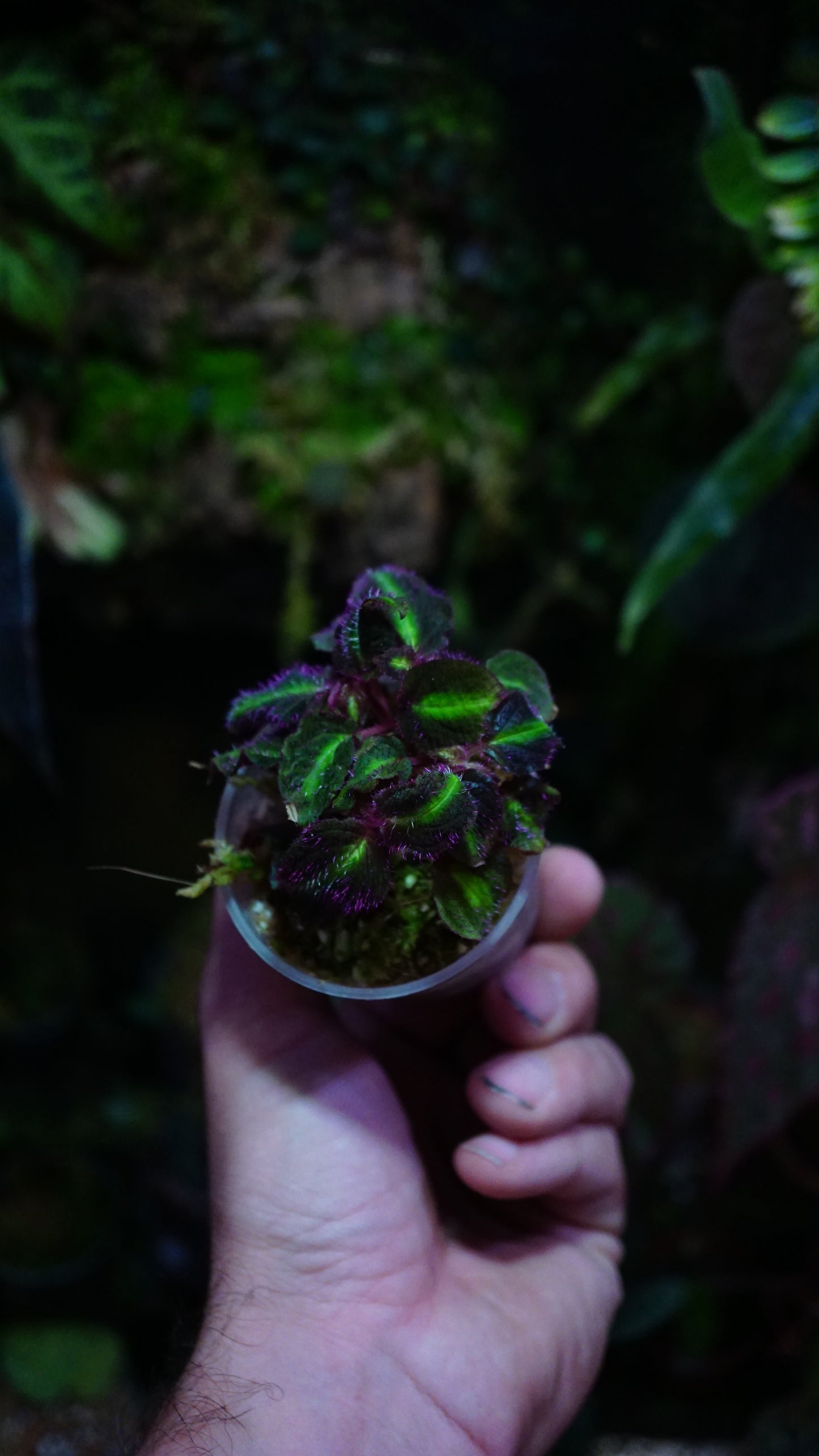 Sonerila pulchella