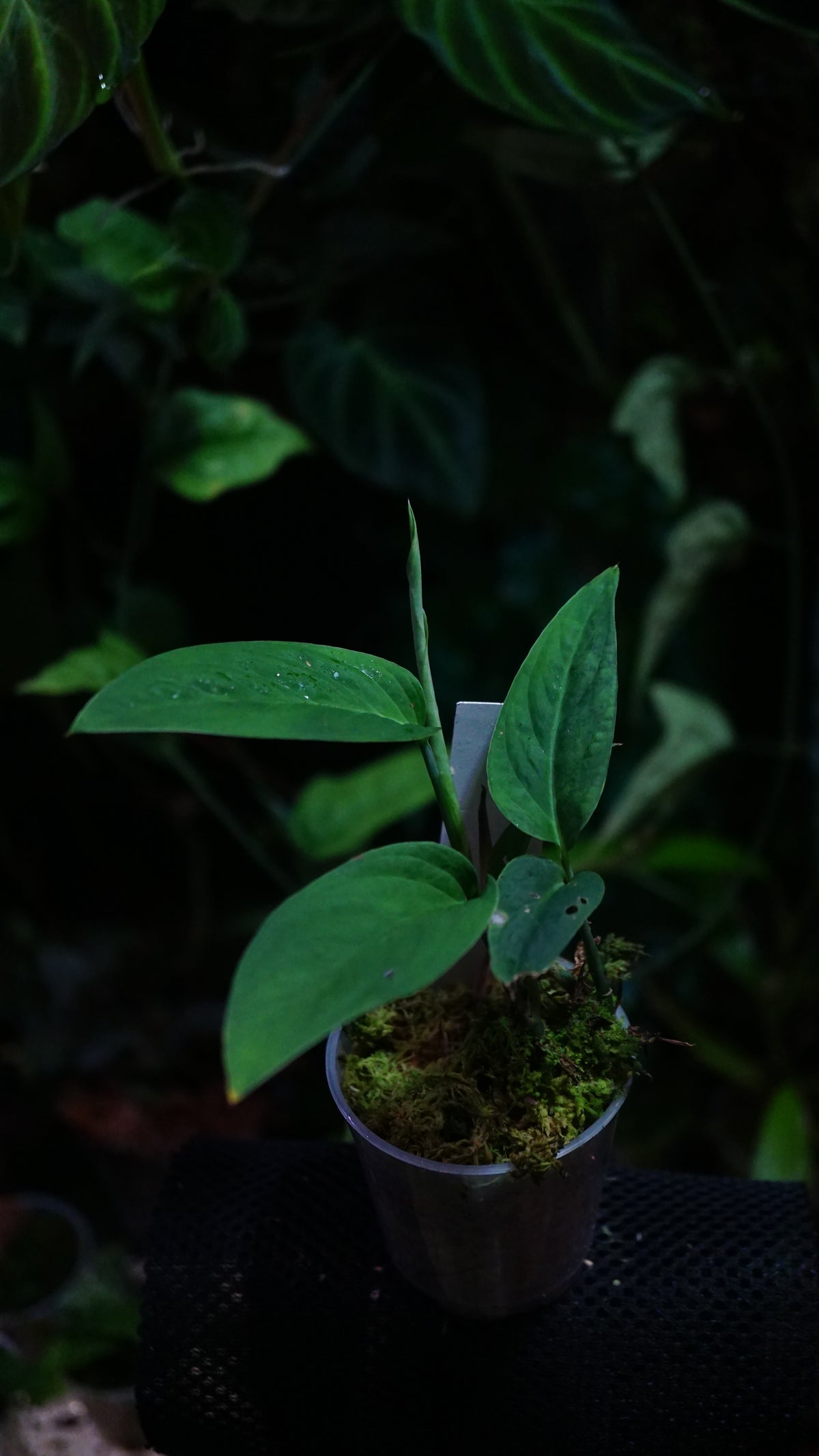 Anadendrum calcicola ( Green)