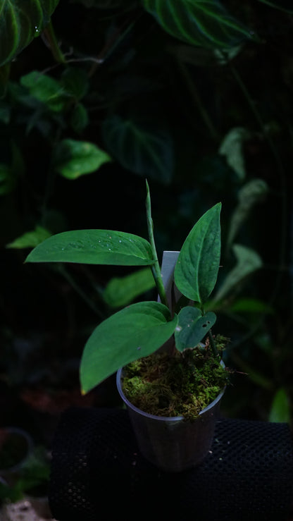 Anadendrum calcicola ( Green)