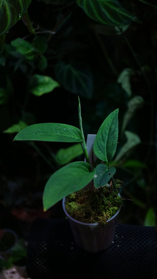 Anadendrum calcicola ( Green)