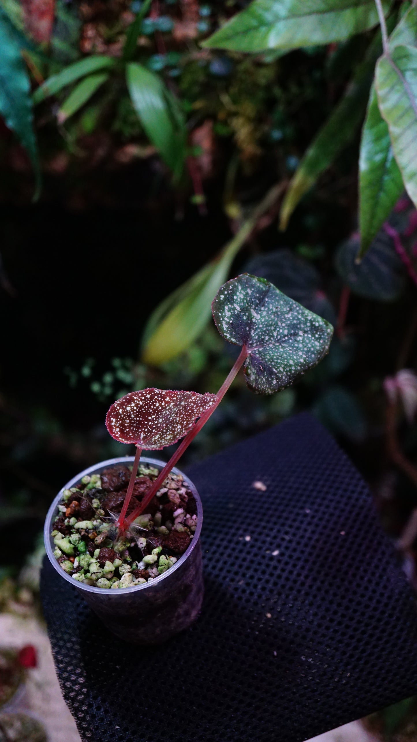 Bégonia curtisii