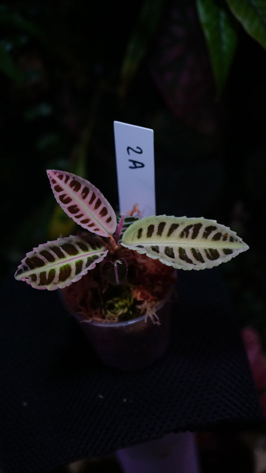 Labisia 2 A