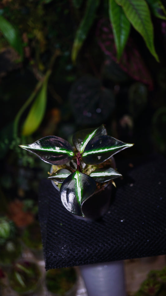 Sonerila sp