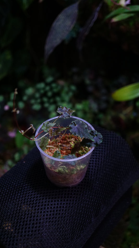 Bégonia ( gobenia section )