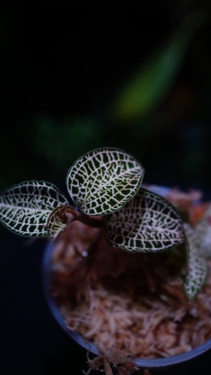 Anoectochilus Roxburghii