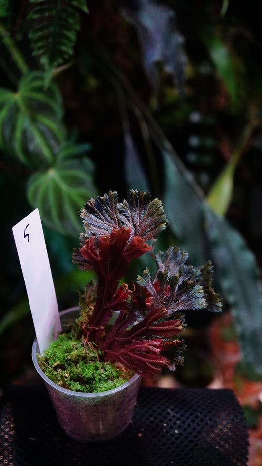 Selaginella intermedia sp purple N5