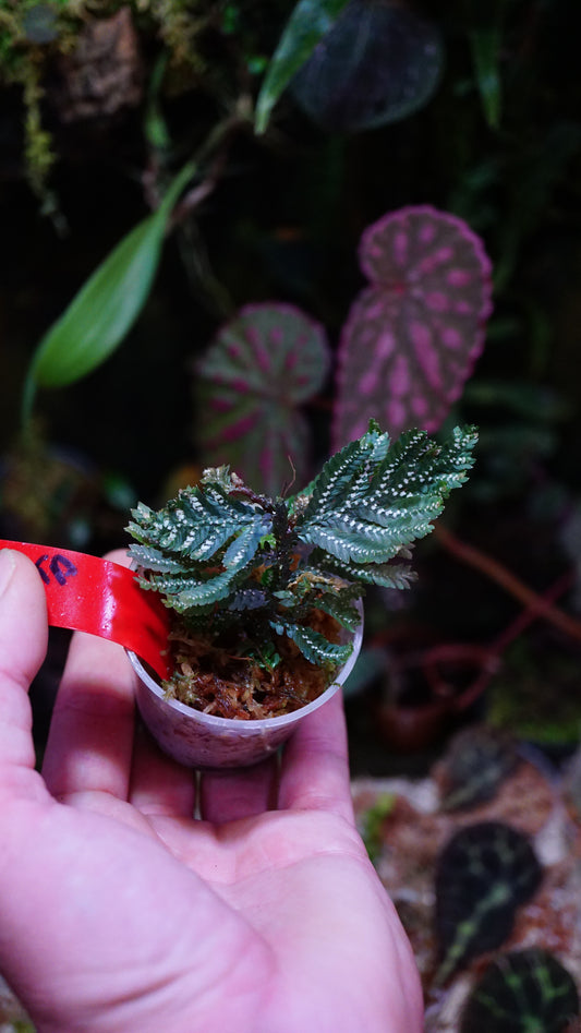 Selaginella picta