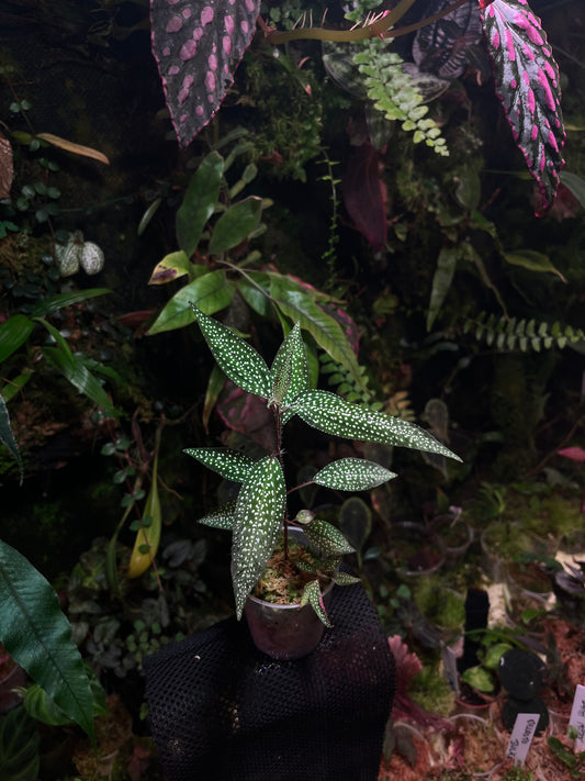 Sternbild Sonerila sp Vietnam