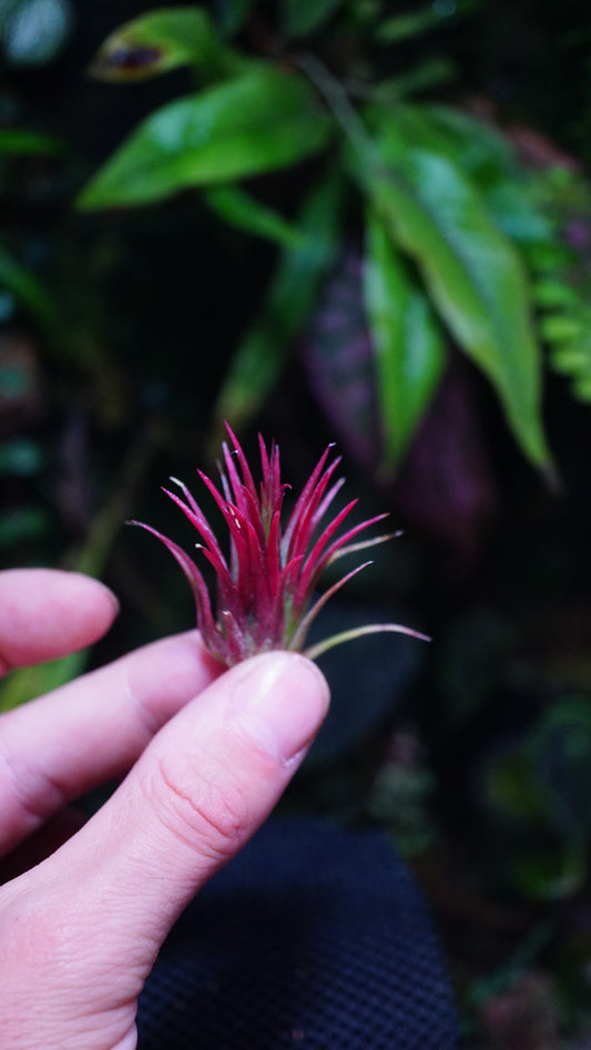Tillandsia fuego