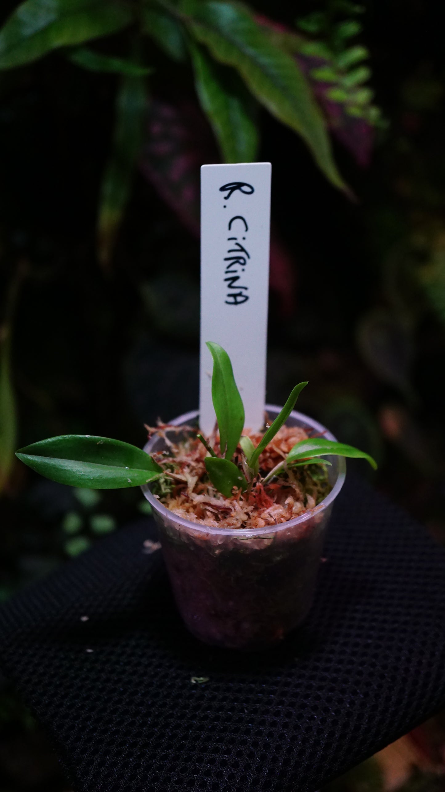 Restrepia citrina