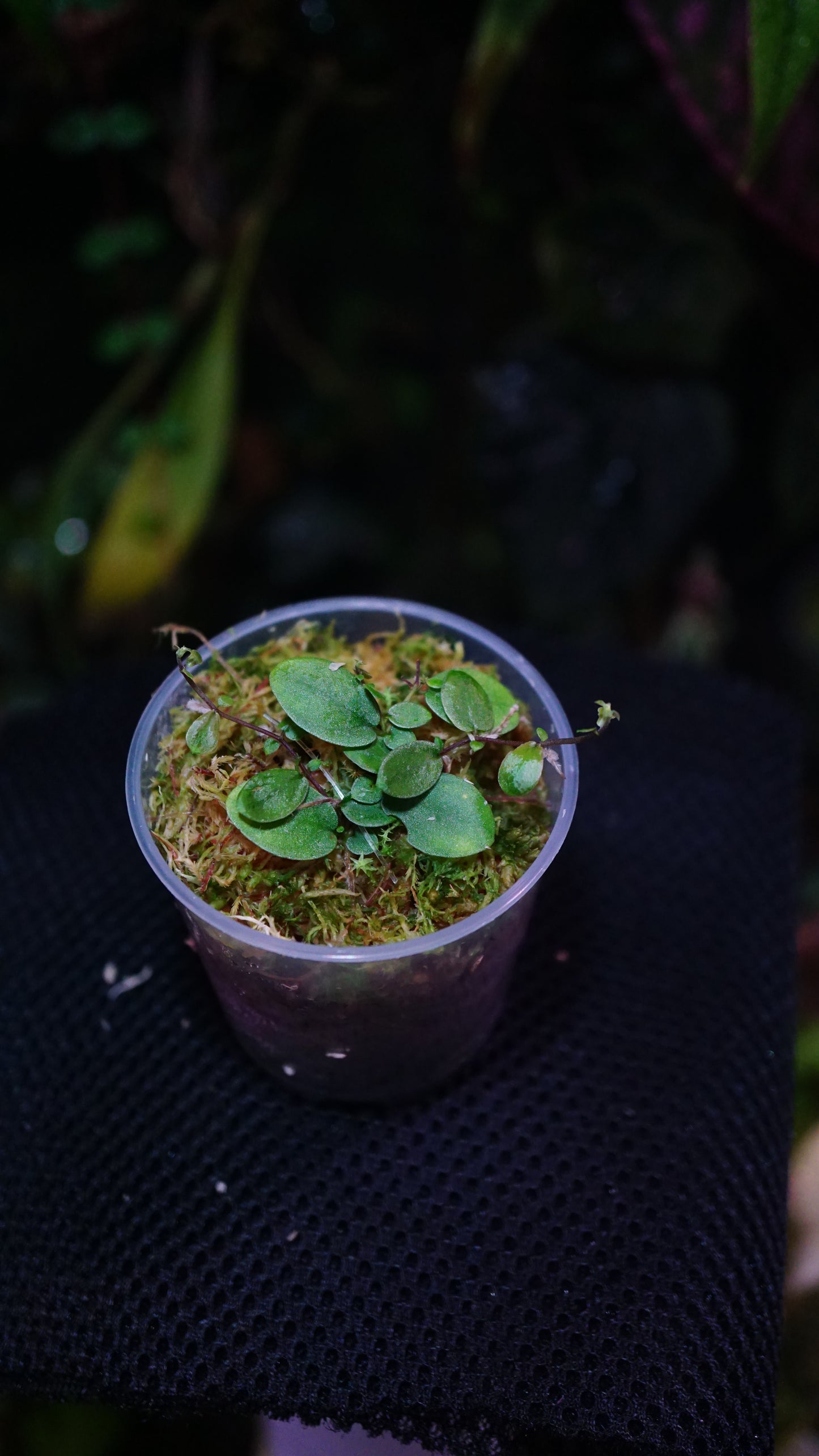 Ficus sp