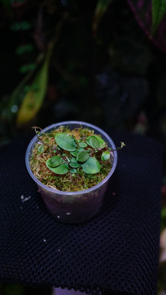 Ficus sp