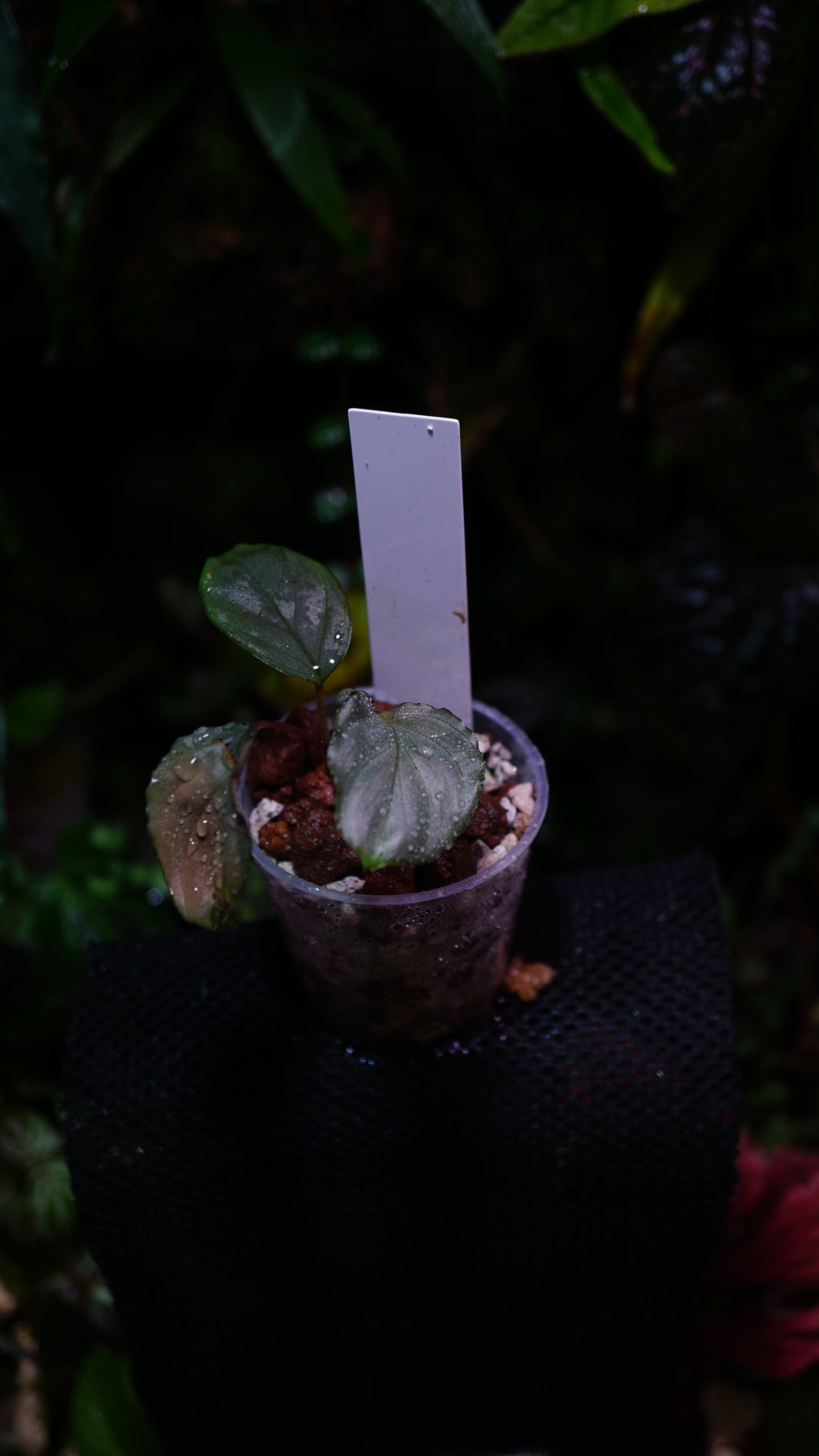 Homalomena humilis silver