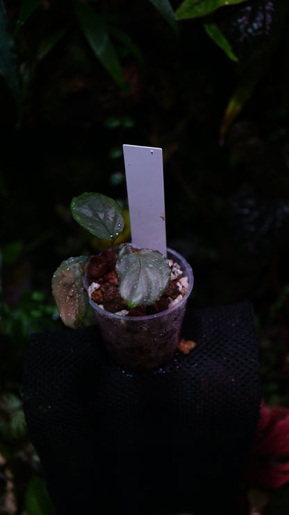 Homalomena humilis silver