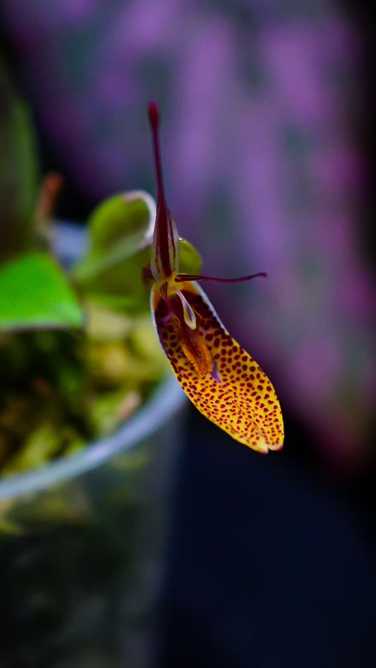 Restrepia citrina