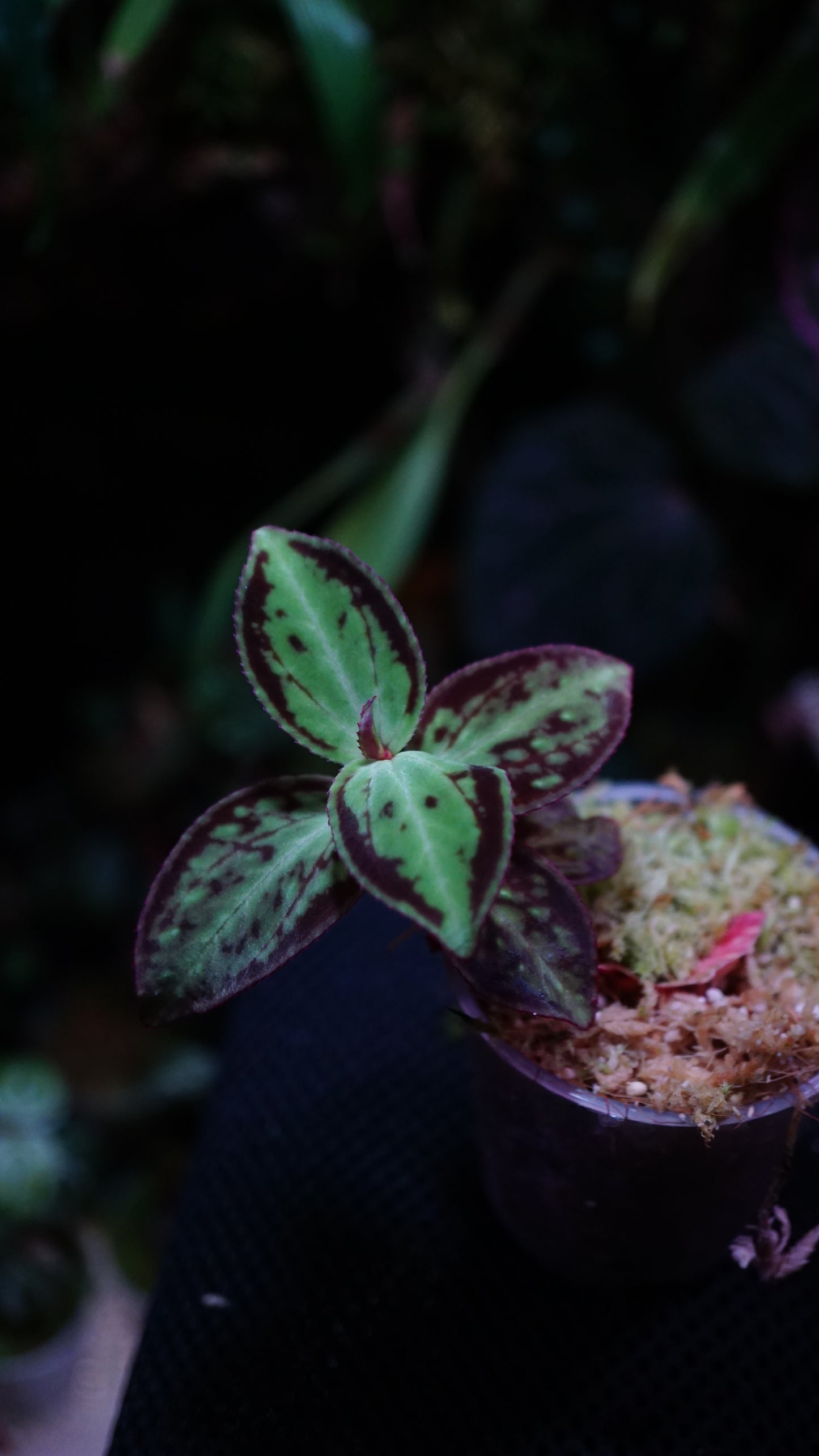 Sonerila dongii