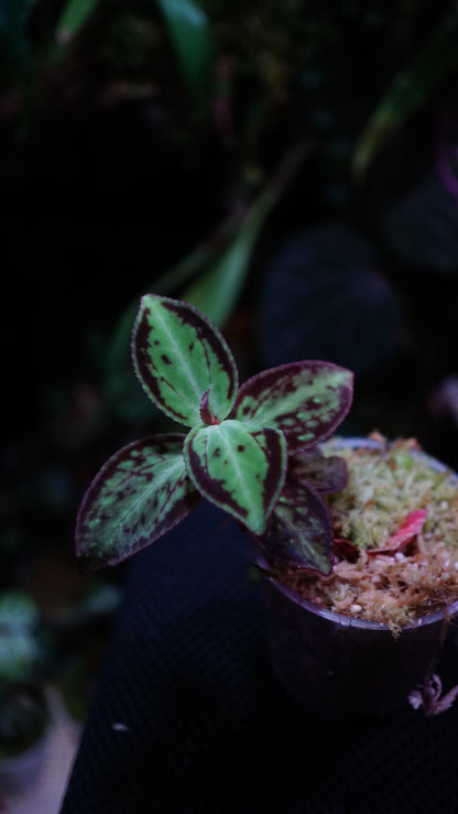 Sonerila dongii