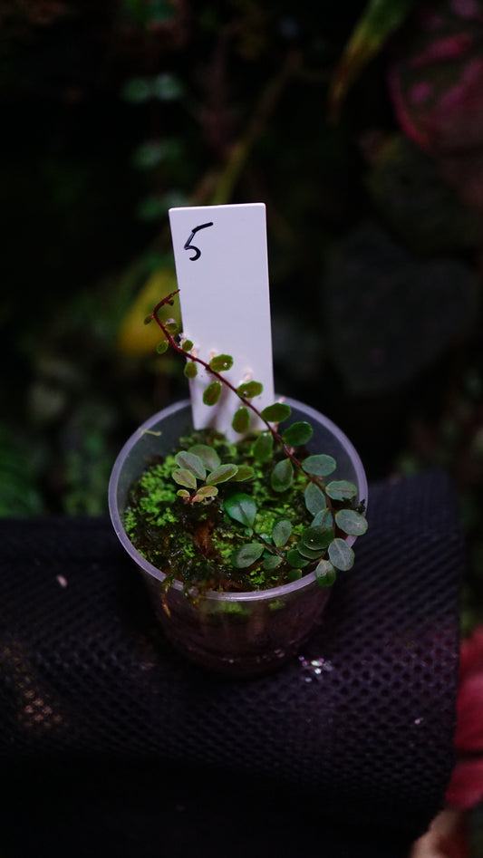 Marcgravia sp 5